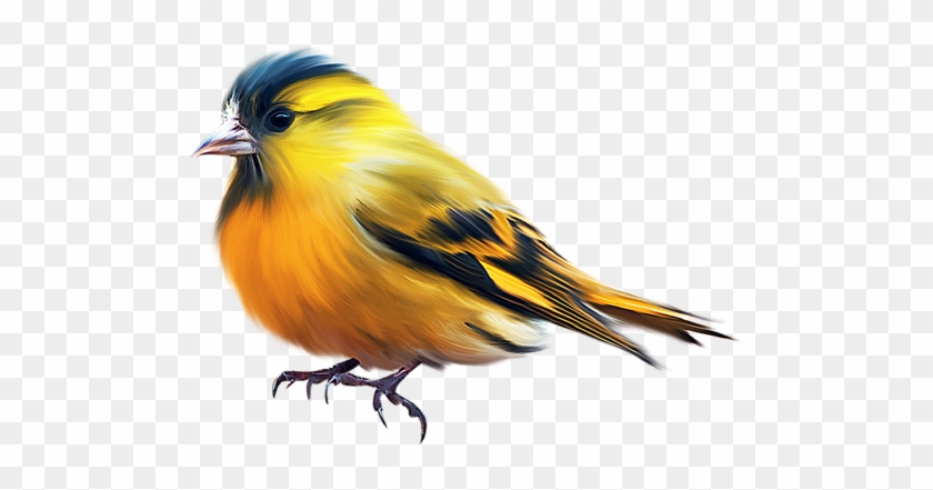 Bird - Птицы На Прозрачном Фоне #329785