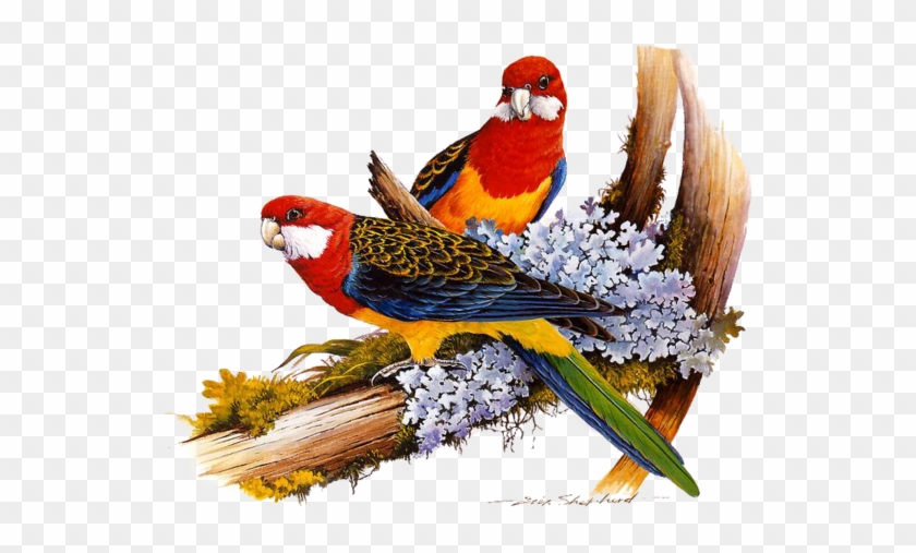 Animal - Birds On The Tree #329794