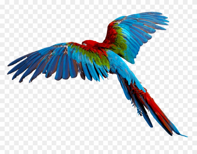 Macaw Download Png - Parrot Transparent Background #329819