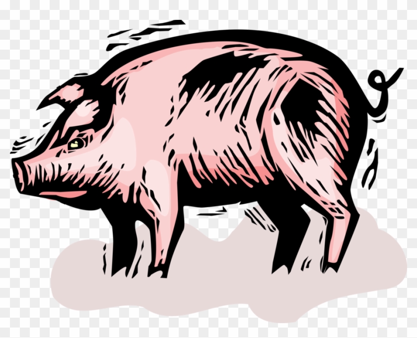 Vector Illustration Of Domesticated Pig In Farm Pigsty - Muddy Puddles #329829