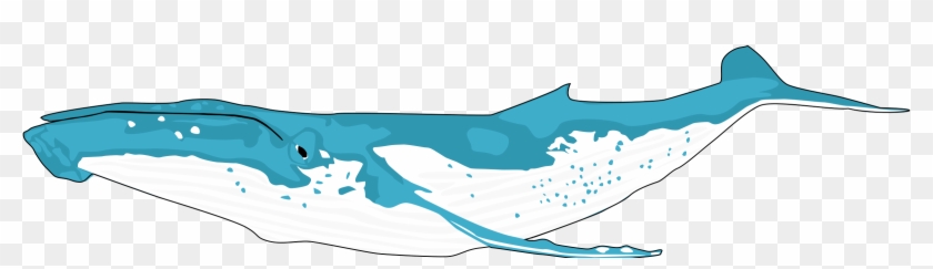 Beluga Clipart Humpback Whale - Clip Art Humpback Whale #329906