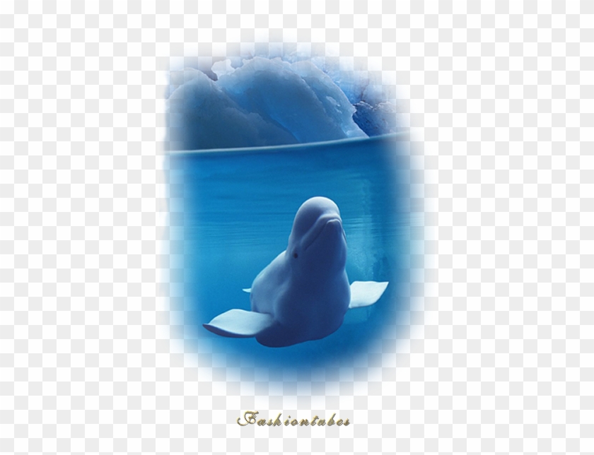 Dauphin Glacier - Design Pics Dpi2093720large Belugas Underwater With #329917