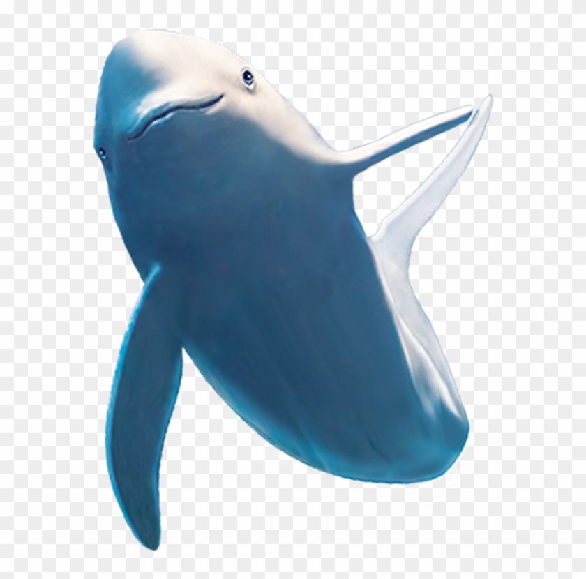 Common Bottlenose Dolphin Shark Beluga Whale - Baleen Whale #329943