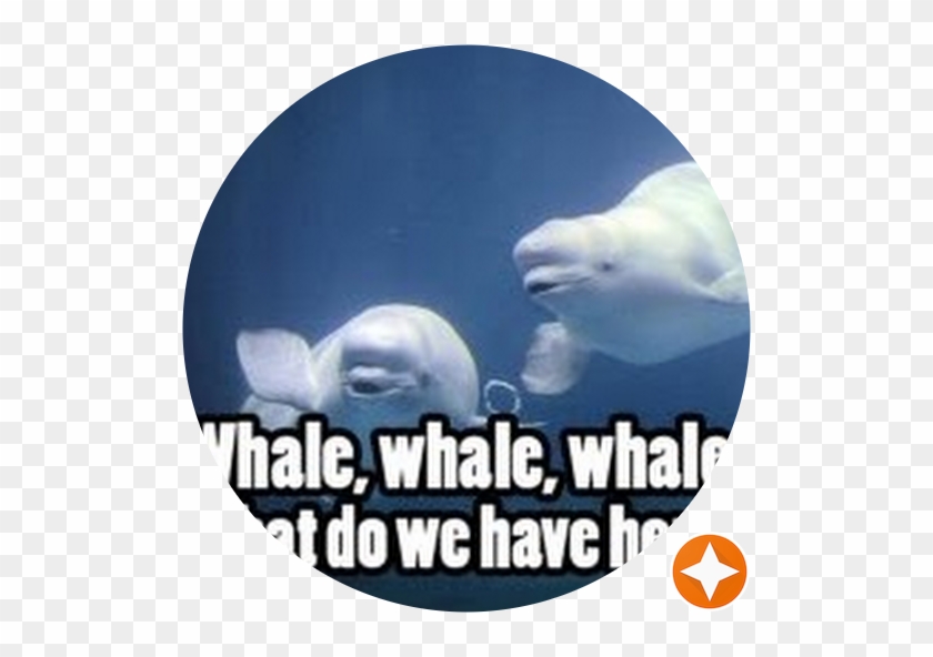 Beluga Whales #329952