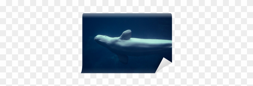 Beluga Whale #329978