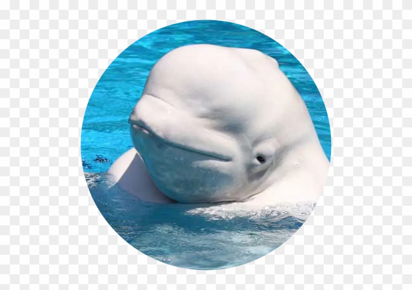Beluga Whales (polar Animals: Life In The Freezer) #329980