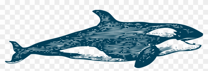 Common Bottlenose Dolphin Tucuxi Whale - Common Bottlenose Dolphin Tucuxi Whale #330027