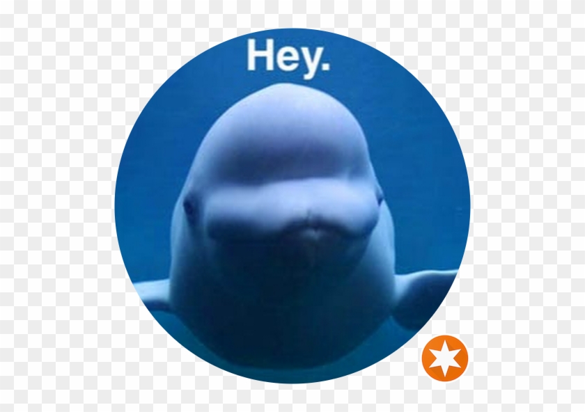 Beluga Whale #330048