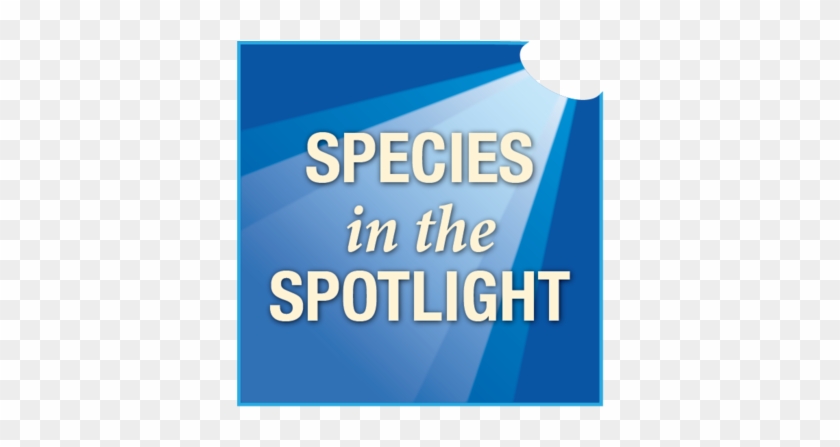 Species In The Spotlight Logo - Self Publishing Success: A Handbook For New Writers #330068