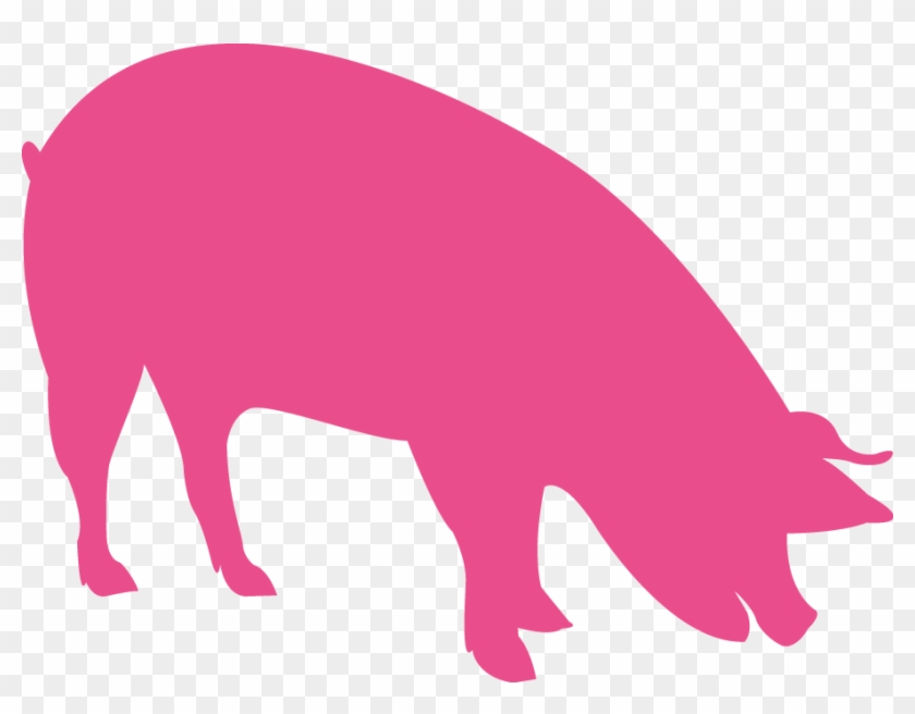 Vigorous Piglets And Finishers - Pig #330142