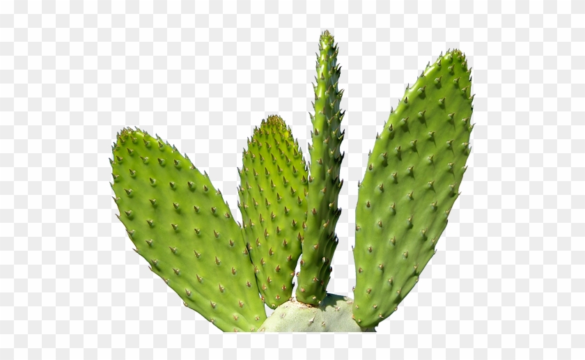 Cactus Cartoon png download - 2706*1285 - Free Transparent