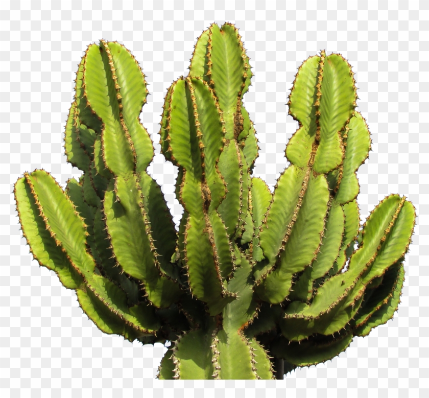 Cactus Png Images - Cactus Png Images #330514