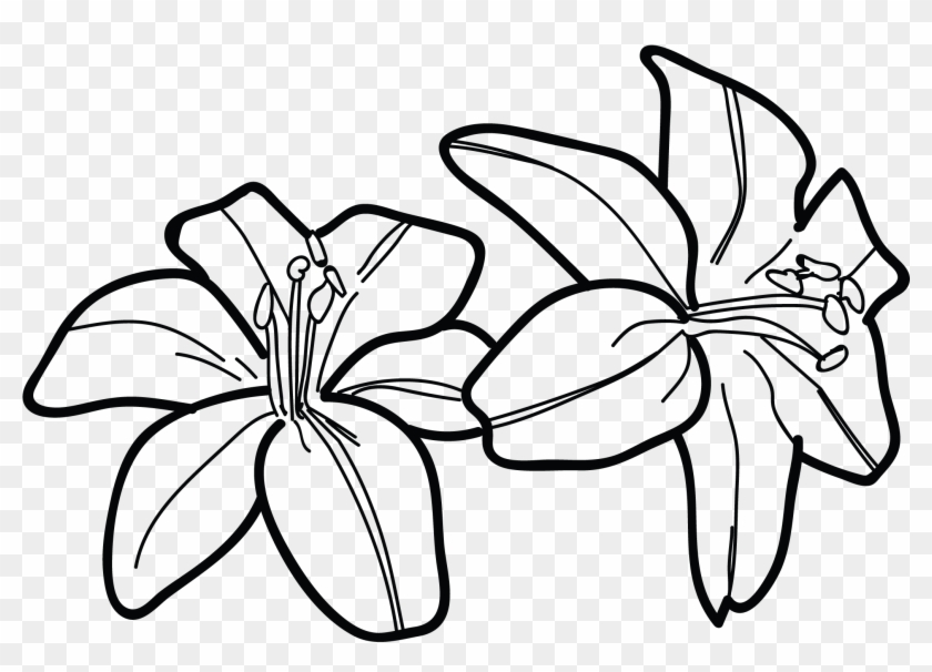 Tiger Lily Flower Drawing Water Lilies Tattoos Designs - Draw A Tiger Lily #330538