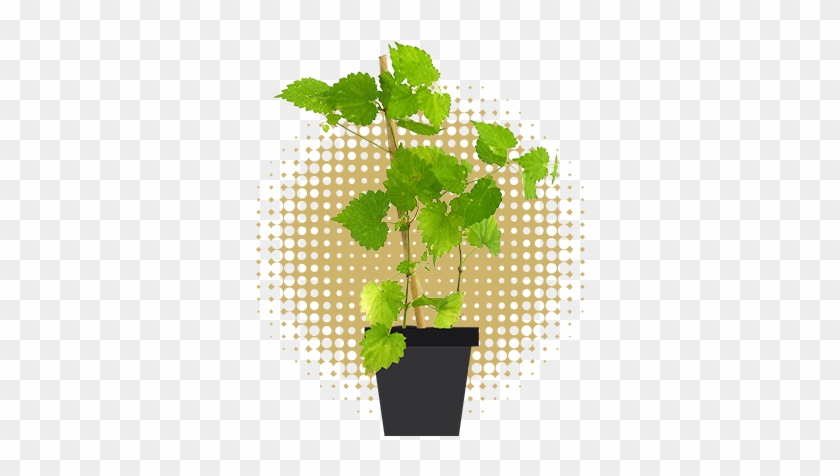 Plantas Que Crecen En Maceta Y Se Comercializarán Durante - You Are Here Ncma #330622