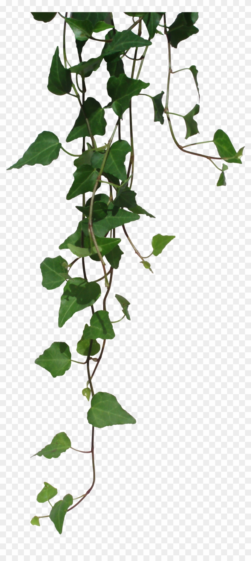 Cuidados De La Hiedra De Interior - Vine Plant Png #330640