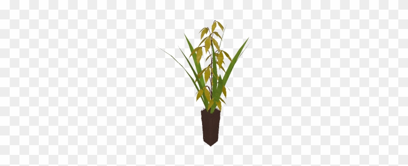 Planta En Maceta - Century Plant #330646