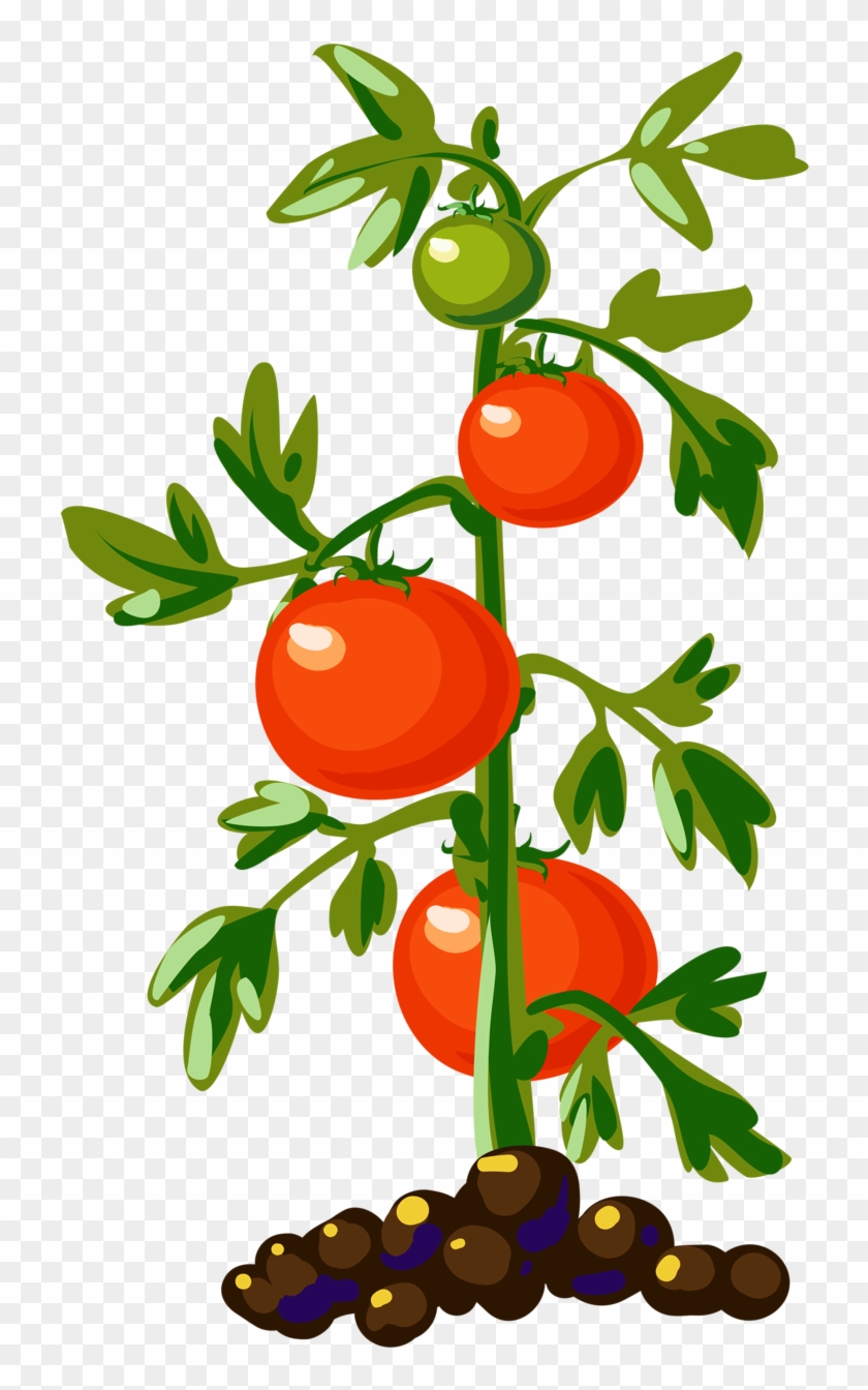 Vegetales De Tomate Cherry Planta Clip Art - Tomato Plant Clipart #330692