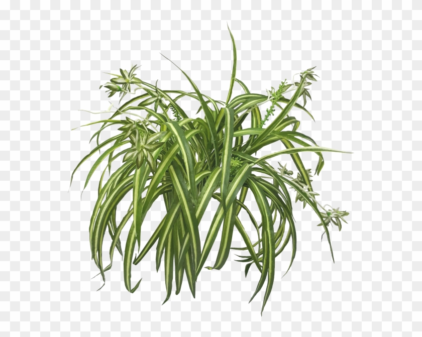 Chlorophytum Comosum De La Nasa Aire Limpio De Estudio - Hanging Spider Plant Png #330705