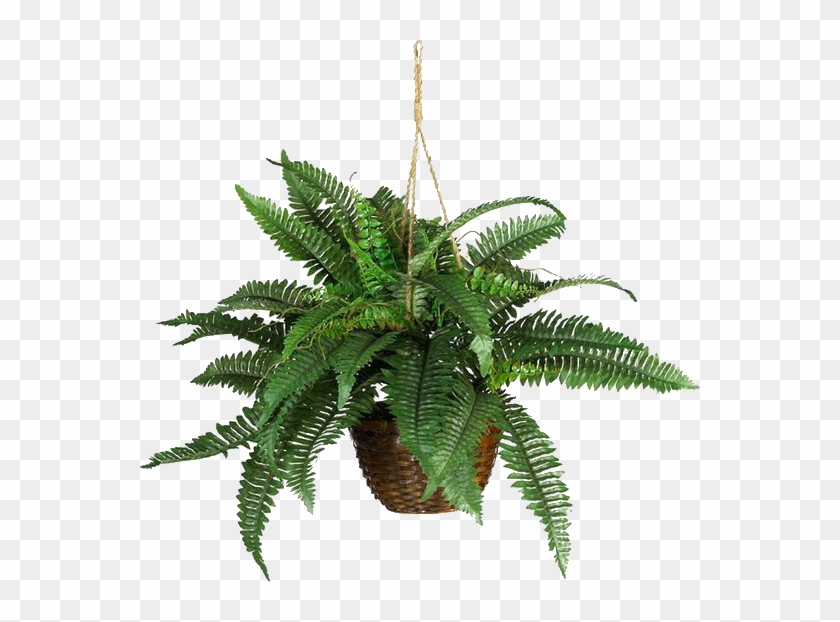 Boston Fern Silk Hanging Basket #330709