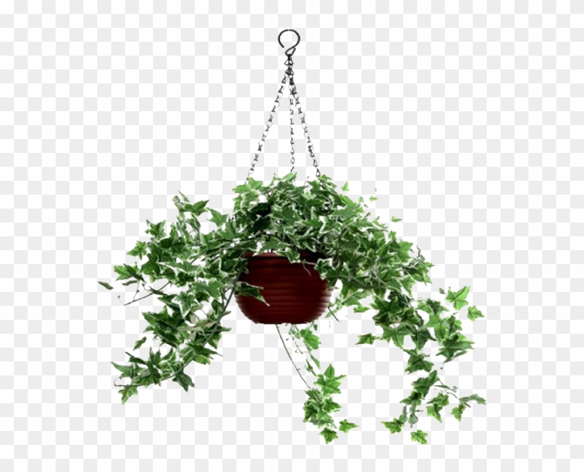 Plantas Colgantes Png #330718