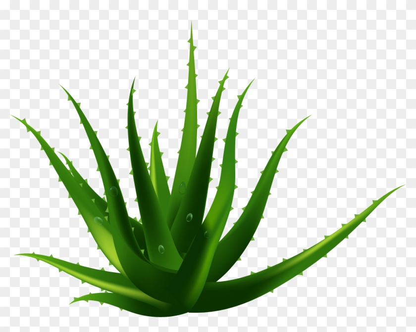 Planta De Aloe Vera Euclidiana Del Vector - Aloe Vera Vector Png #330725