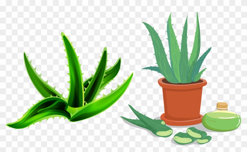 Aloe Vera Flowerpot Euclidean Vector - Aloes #330753