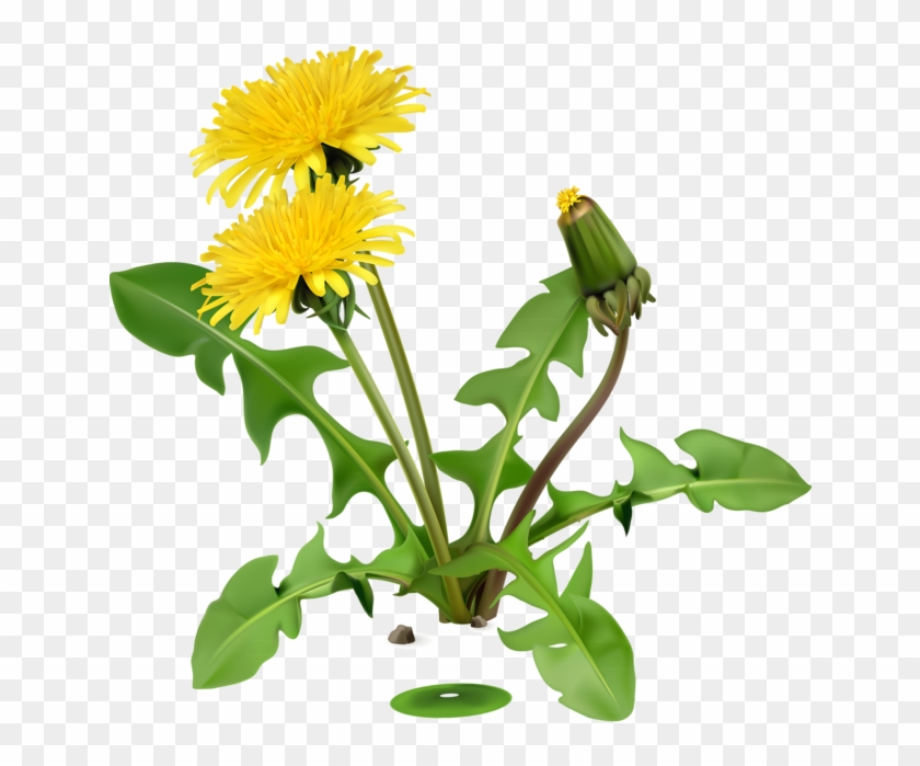 Clip Art - Dandelion Greens #331066