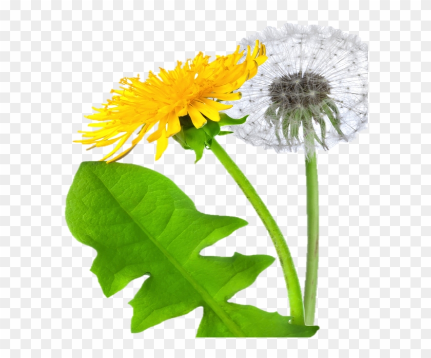 Dandelion Icon Clipart - Dandelion Png #331189