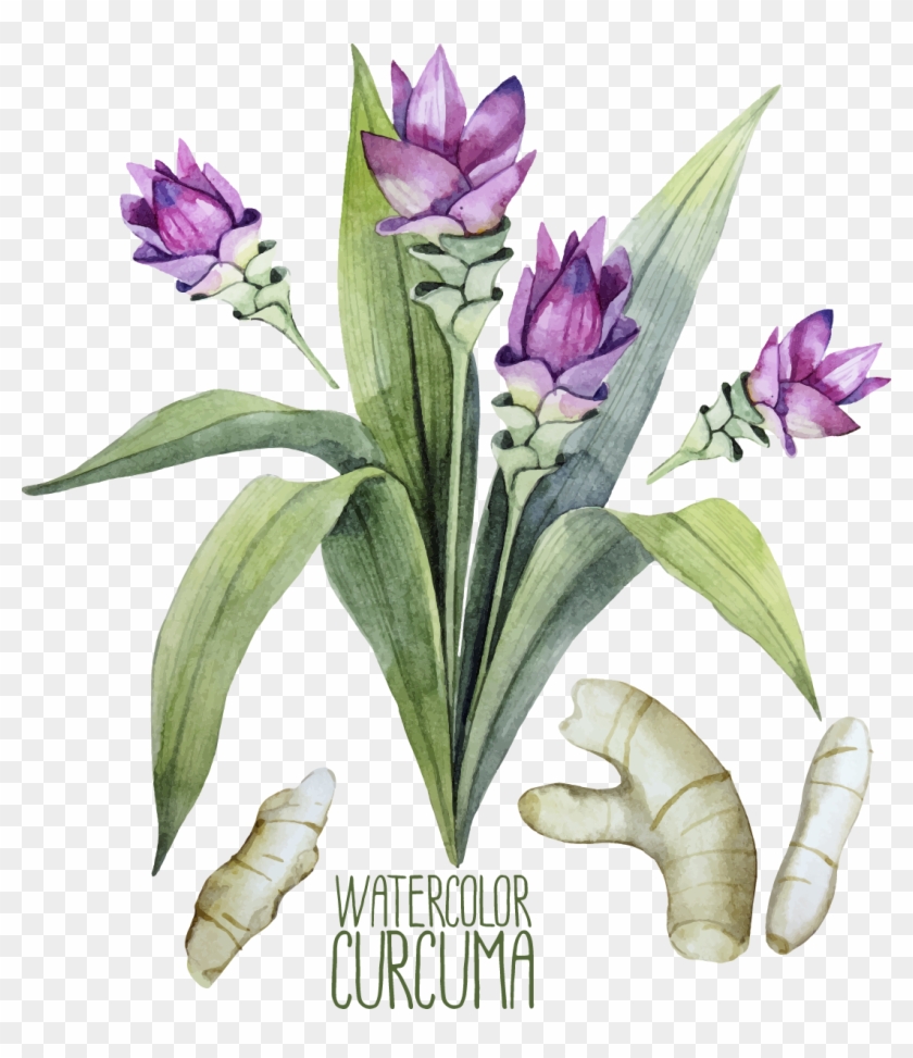 Turmeric Watercolor Painting Curcuma Zedoaria Illustration - Turmeric Watercolor Painting Curcuma Zedoaria Illustration #331305