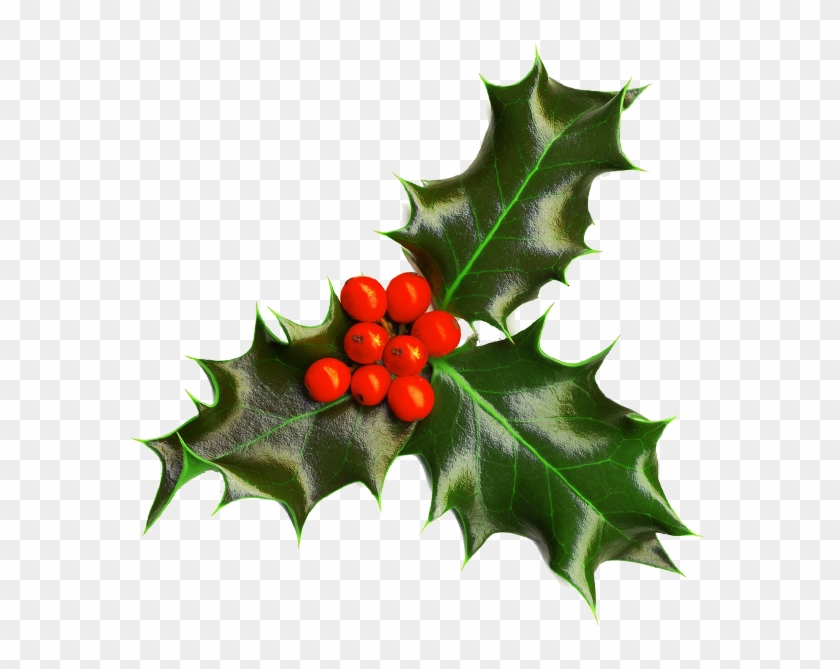 Holly Image Christmas Seasonal Portable Network Graphics - Christmas Holly Transparent Background #331219