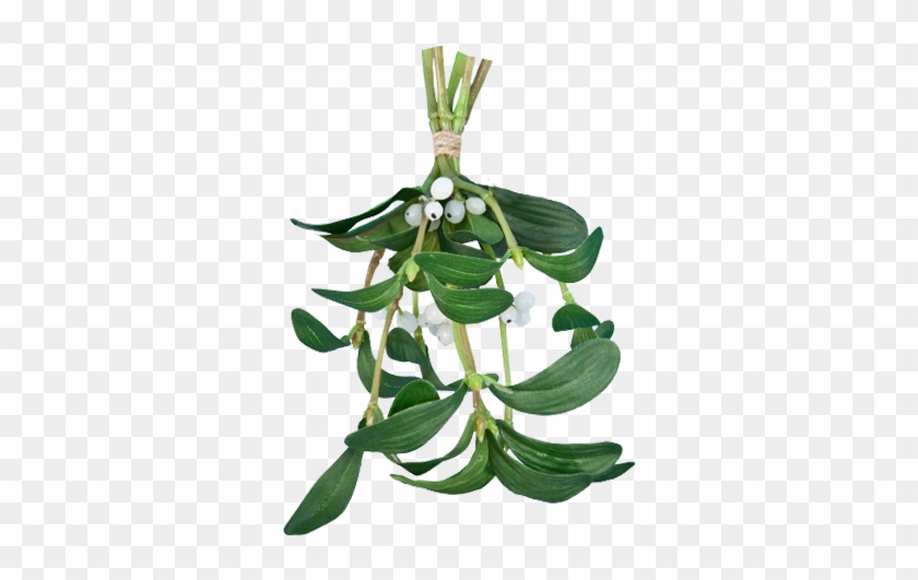 Christmas Seasonal Portable Network Graphics Mistletoe - Mistletoe Bunch Green 20cm - Christmas #331222