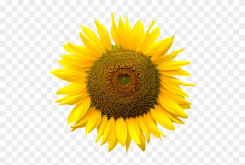 Portable Network Graphics - Sunflower Png #331256