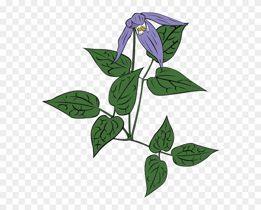 Free Vector Clematis Occidentalis Clip Art - Old Fashioned Garden [book] #331260