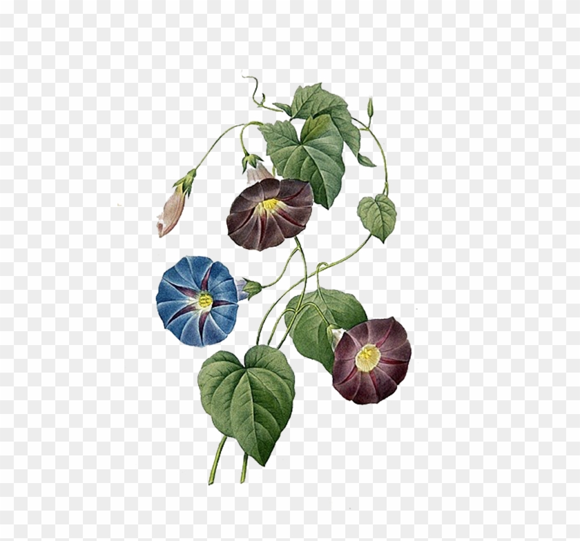 Ipomoea Quamoclit Ipomoea Indica Ipomoea Purpurea Morning - Morning Glory Flower Design #331261