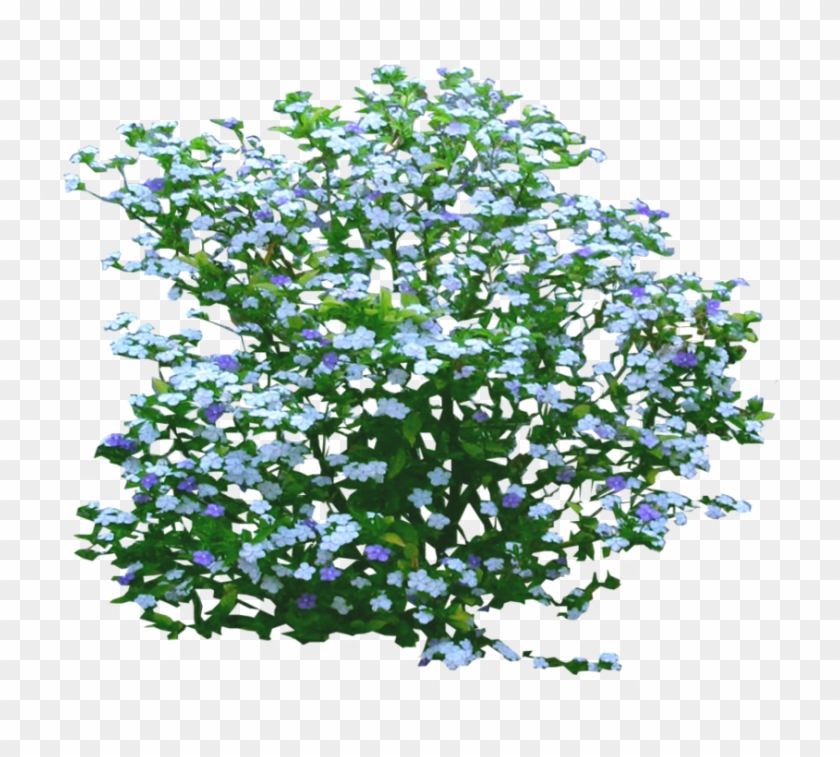 It Stands For Portable Network Graphics - Brunfelsia Pauciflora #331288