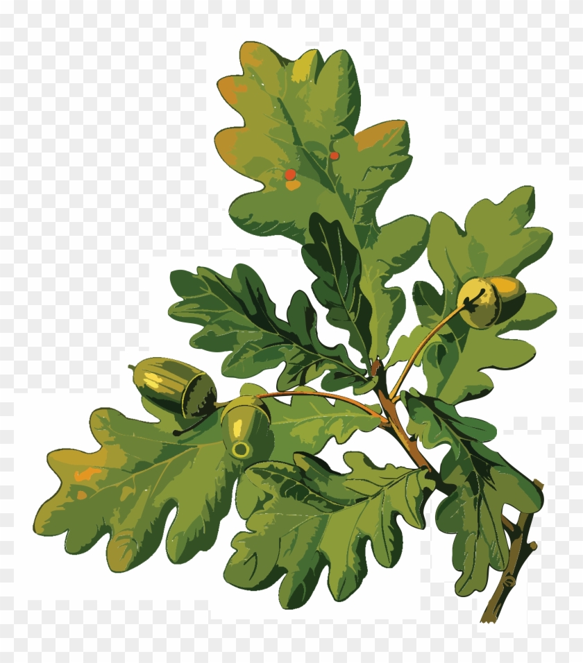 Free Clipart Of An Oak Branch - Clipart Oak #331327