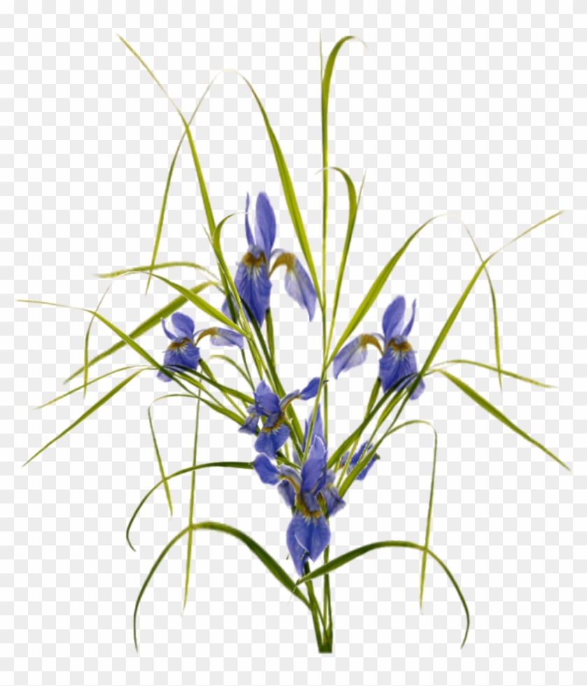 Jacey-iris Plant Texture - Saffron Crocus #331324