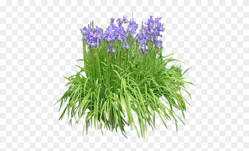 Iris -purple - Iris Plant Png #331326