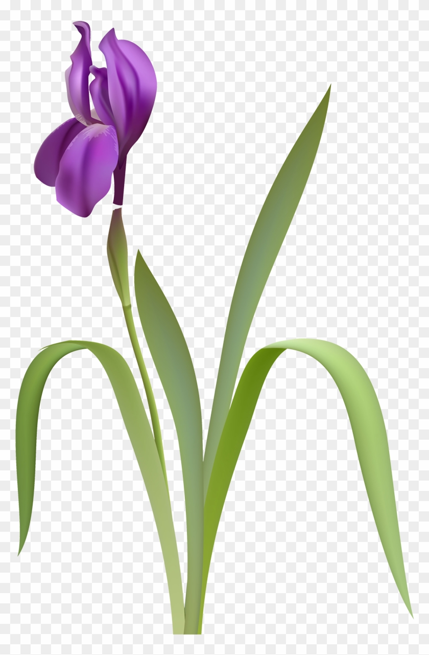 Flower Iris Versicolor Clip Art - Flower Iris Versicolor Clip Art #331361