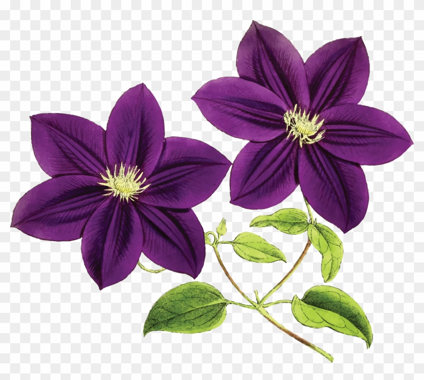 Free Clipart Of Clematis Flowers - Clip Art Purple Flowers #331342