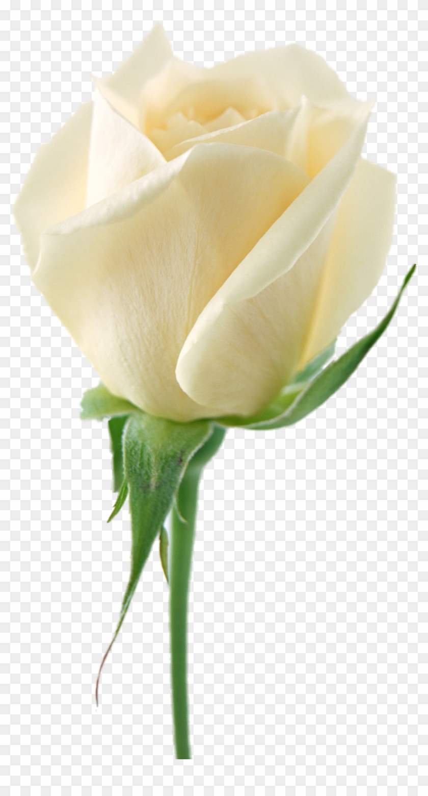 Latest White Roses Transparent Png Sticker White With - White Rose Png #331371