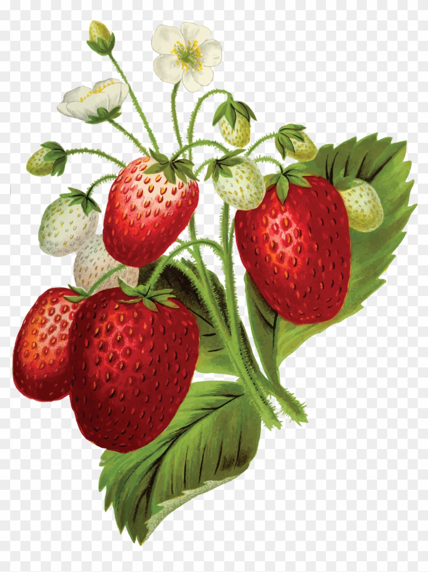 Free Clipart Of A Strawberry Plant - Clip Art Strawberry Plant #331457