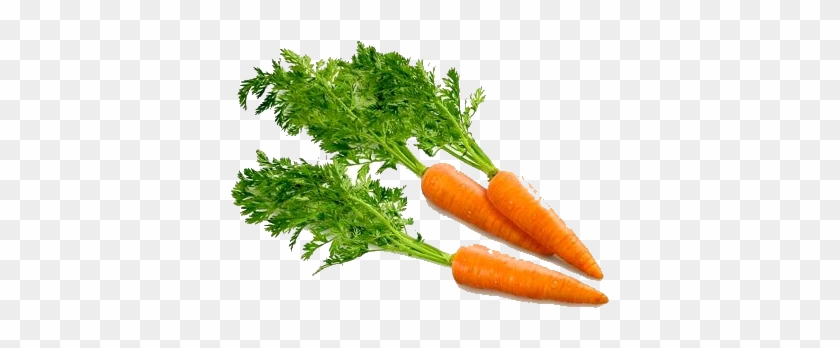 Carrot Png Image - Carrot Png #331485