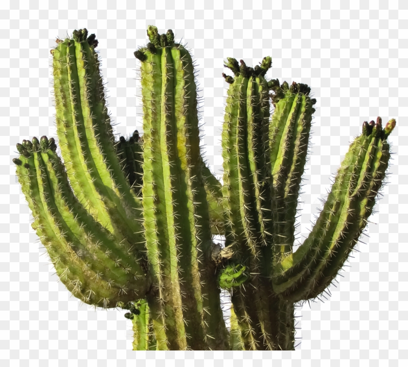 Cactus Png Image - Cactus .png #331515