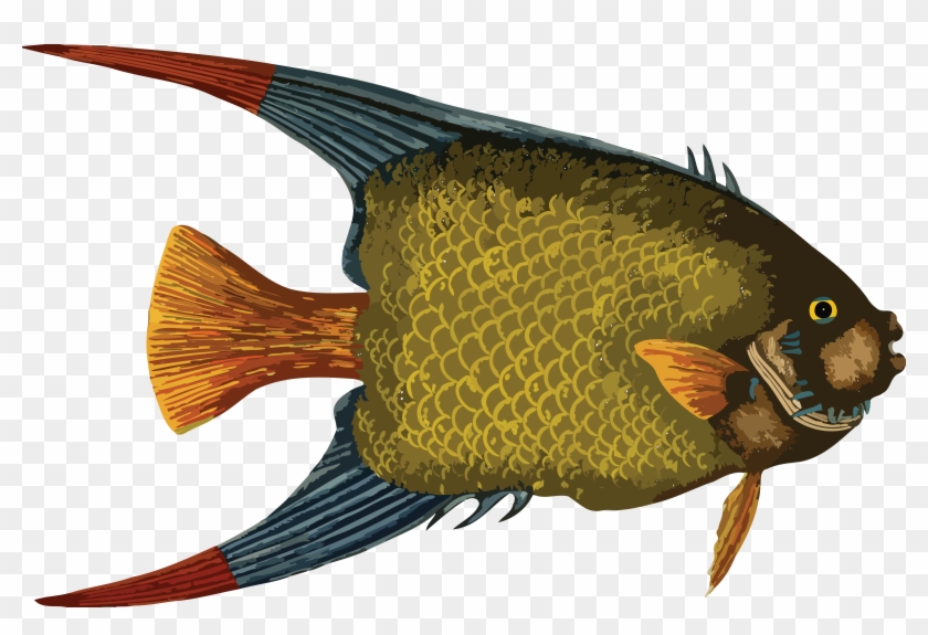 Fish - Sea Fish Fish Png #331522