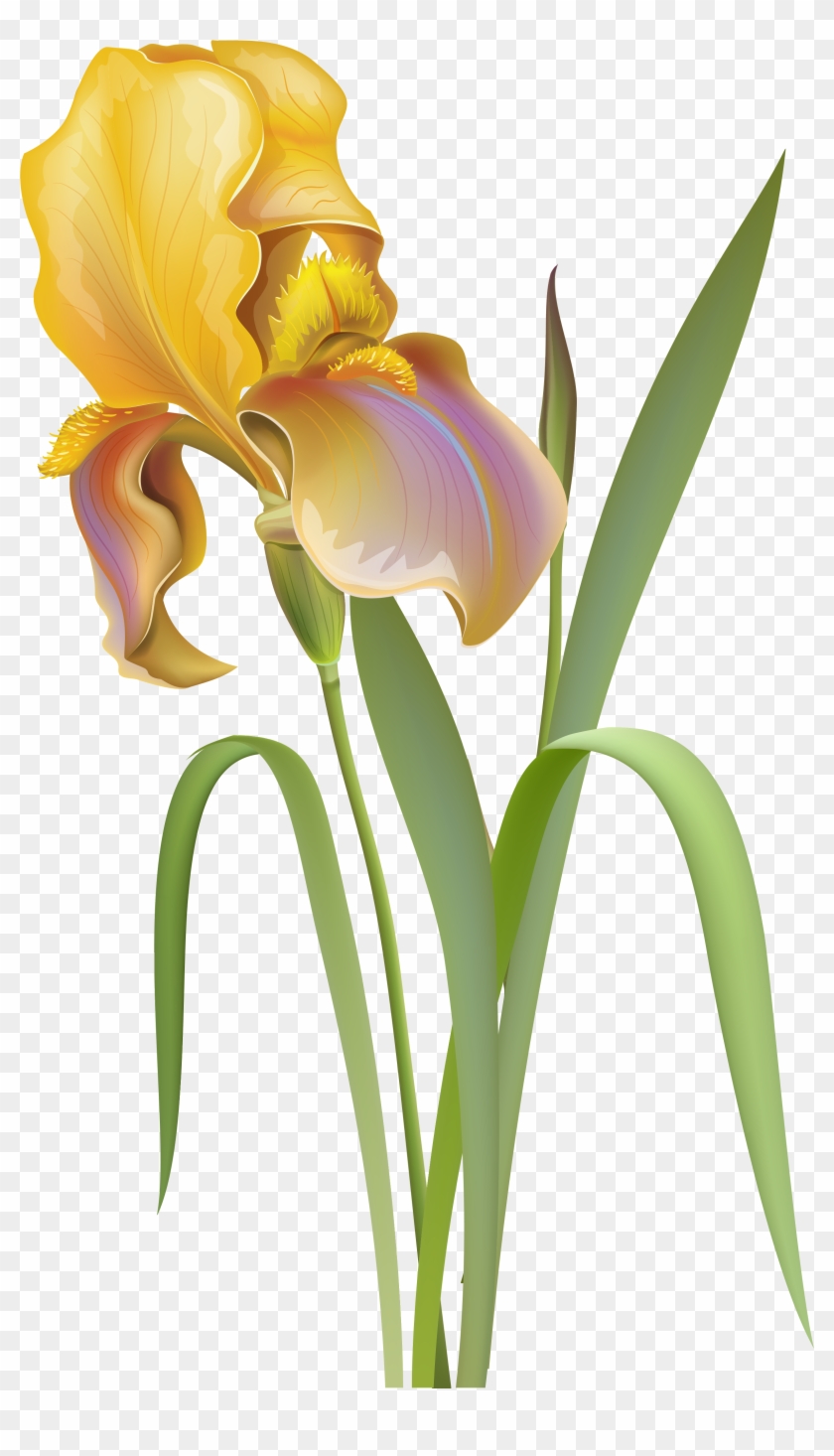 Flower Irises Desktop Wallpaper Clip Art - Flower Irises Desktop Wallpaper Clip Art #331636