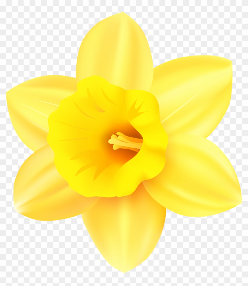 Daffodil Png Transparent Clip Art Imageu200b Gallery - Narcissus #331532