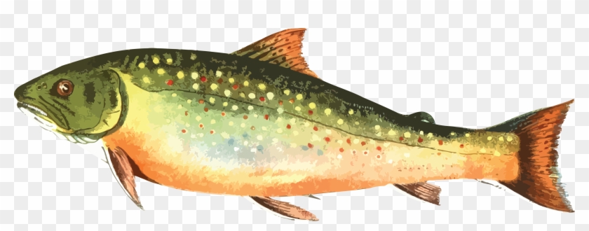 Free Clipart Of A Trout Fish - Trout Fish Clip Art #331549
