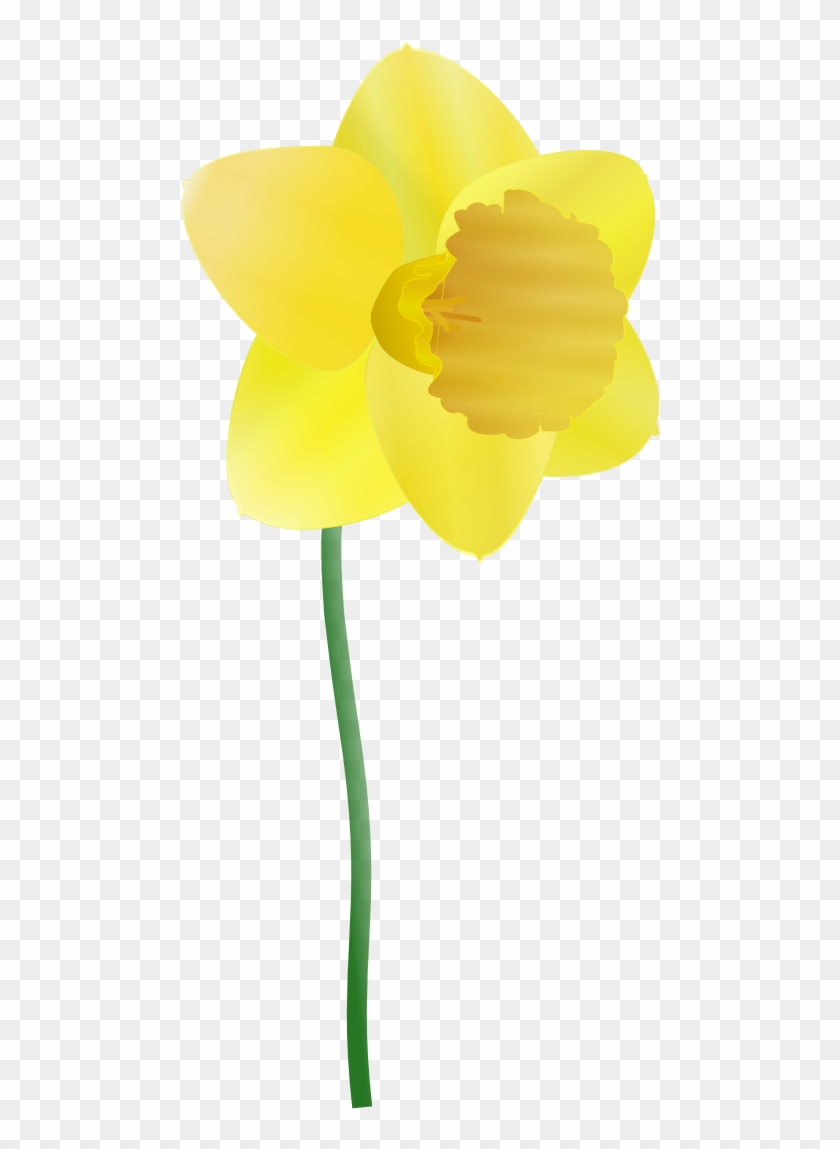 Daffodil Flower Clip Art - Daffodil Clipart #331546
