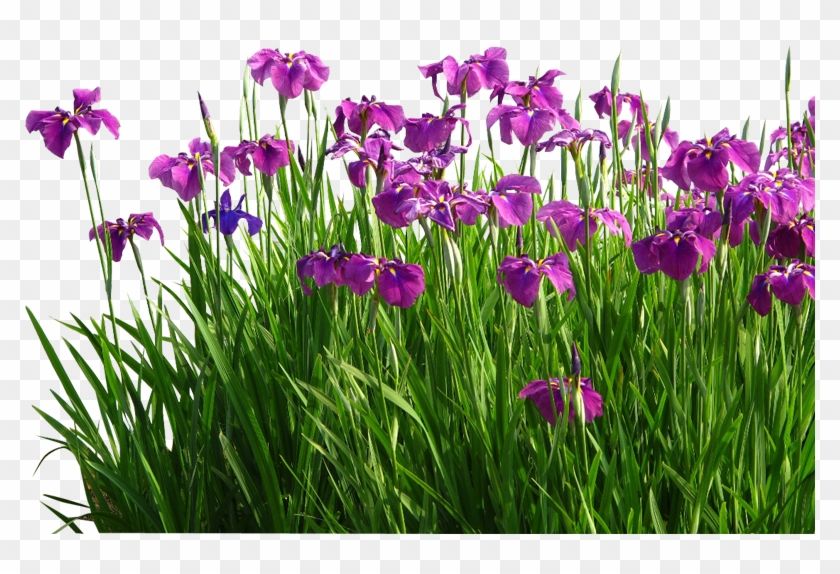 Flower Sweet Flag Garden Grasses - Flower Sweet Flag Garden Grasses #331770